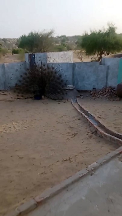 Peacock