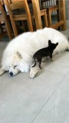 Furry Fun: Hilarious Animal Antics His favorite bed  would recommend