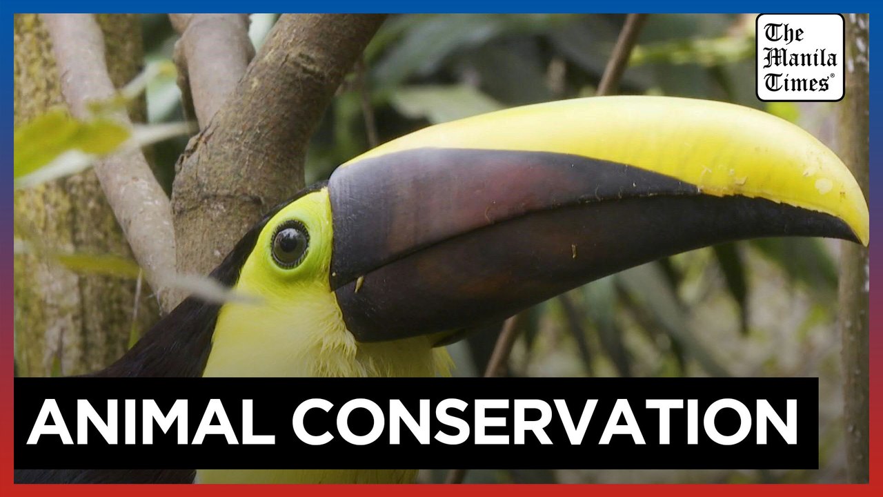 Colombia wildlife rescued from illegal trafficking