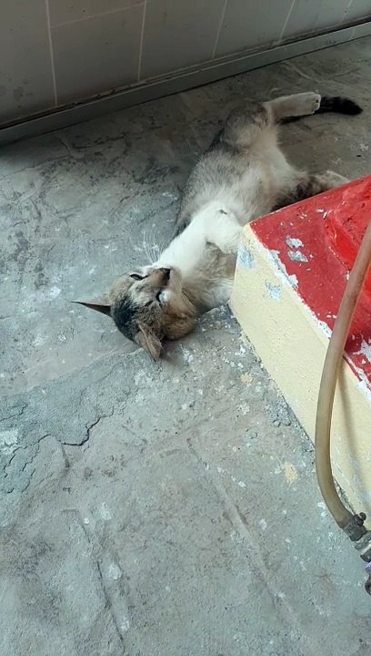 Cat demands for  meat