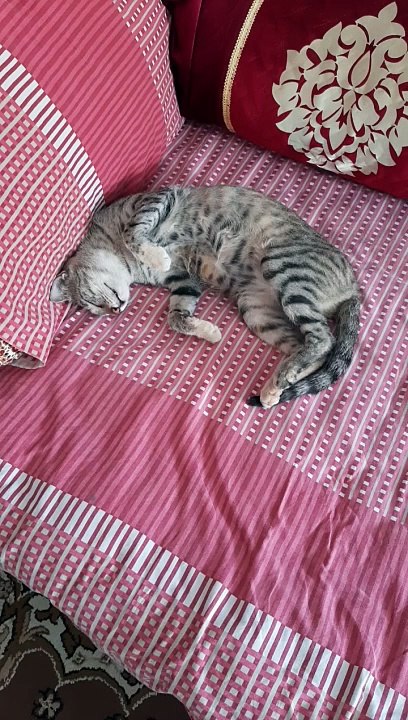 Sleepy Cat style