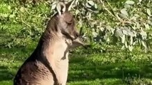 Kangaroos marsupials mammals | About diet of kangaroo (part 1)