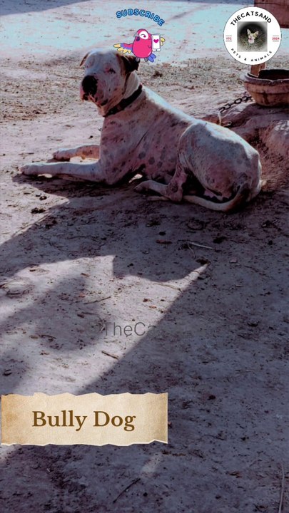 Bully Dog In Punjab | Pakistani Bully Kutta.#kutta #bully #whitedog
