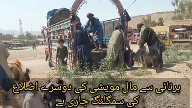 ہرنائی: عید الضحیٰ کے قریب آتے ہی دوسرے اضلاع کے لوگ ہرنائی مال مویشی خریدنے ہرنائی پہنچ گئے