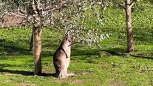 Kangaroos marsupials mammals | Facts About diet of kangaroo in hindi