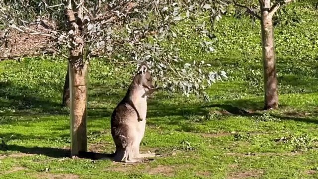 Kangaroos marsupials mammals | Facts About diet of kangaroo in hindi