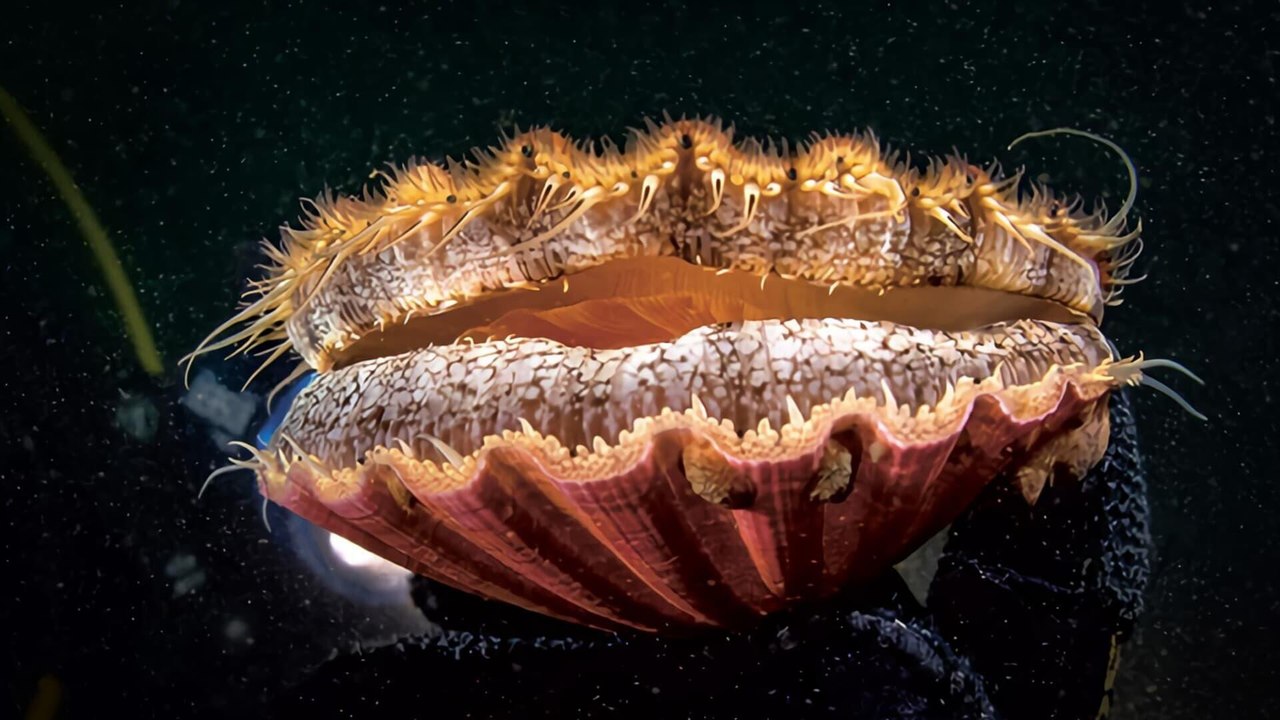 L'odyssée de la coquille Saint-Jacques