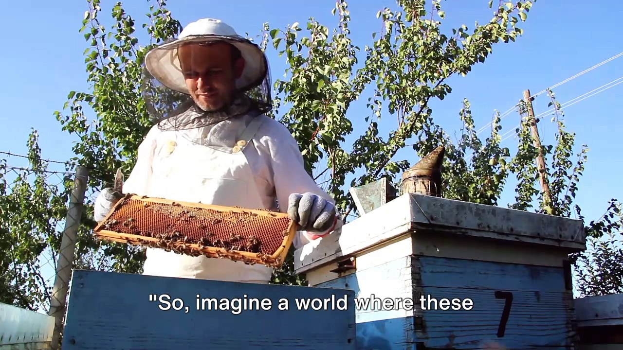 Bee-gone - "What If The World's Bees Disappeared Tomorrow ?"