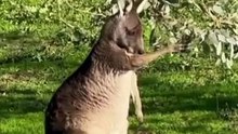 Kangaroo marsupials mammals | kangaroo diet (part 2)