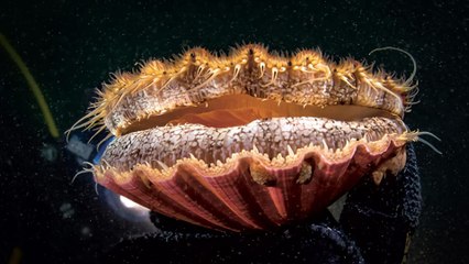 L'odyssée de la coquille Saint-Jacques