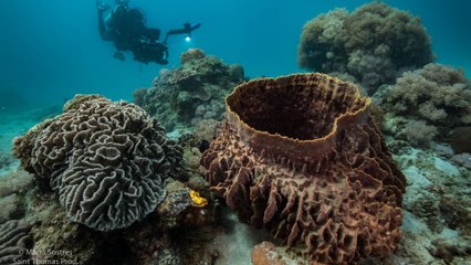 Céphalopodes : le règne des ventouses