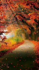 Unlock the Power of Quranic Supplication