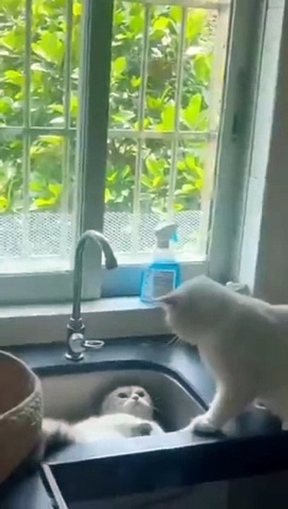 Funny cat  #follow #foryou