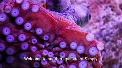 Is An Octopus Of This World ? - "Unveiling The 3 Most Insane Octopus Facts !"