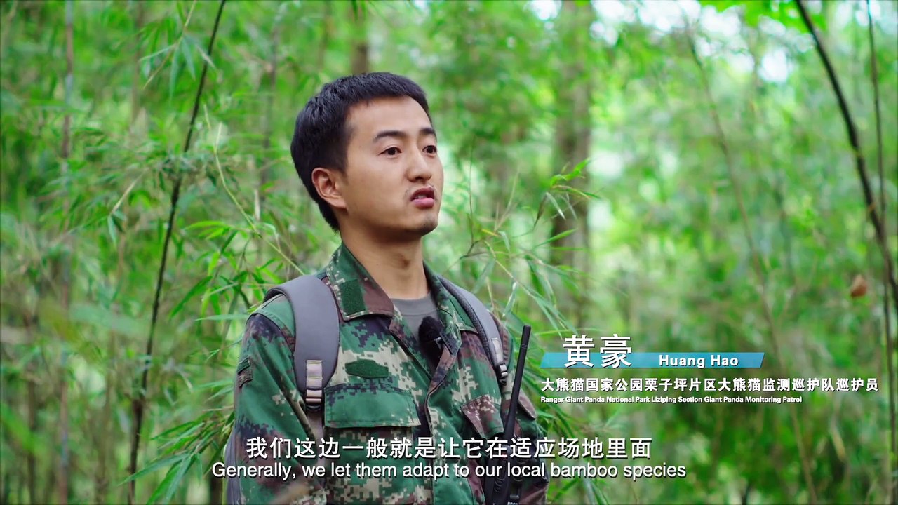 protect the giant panda