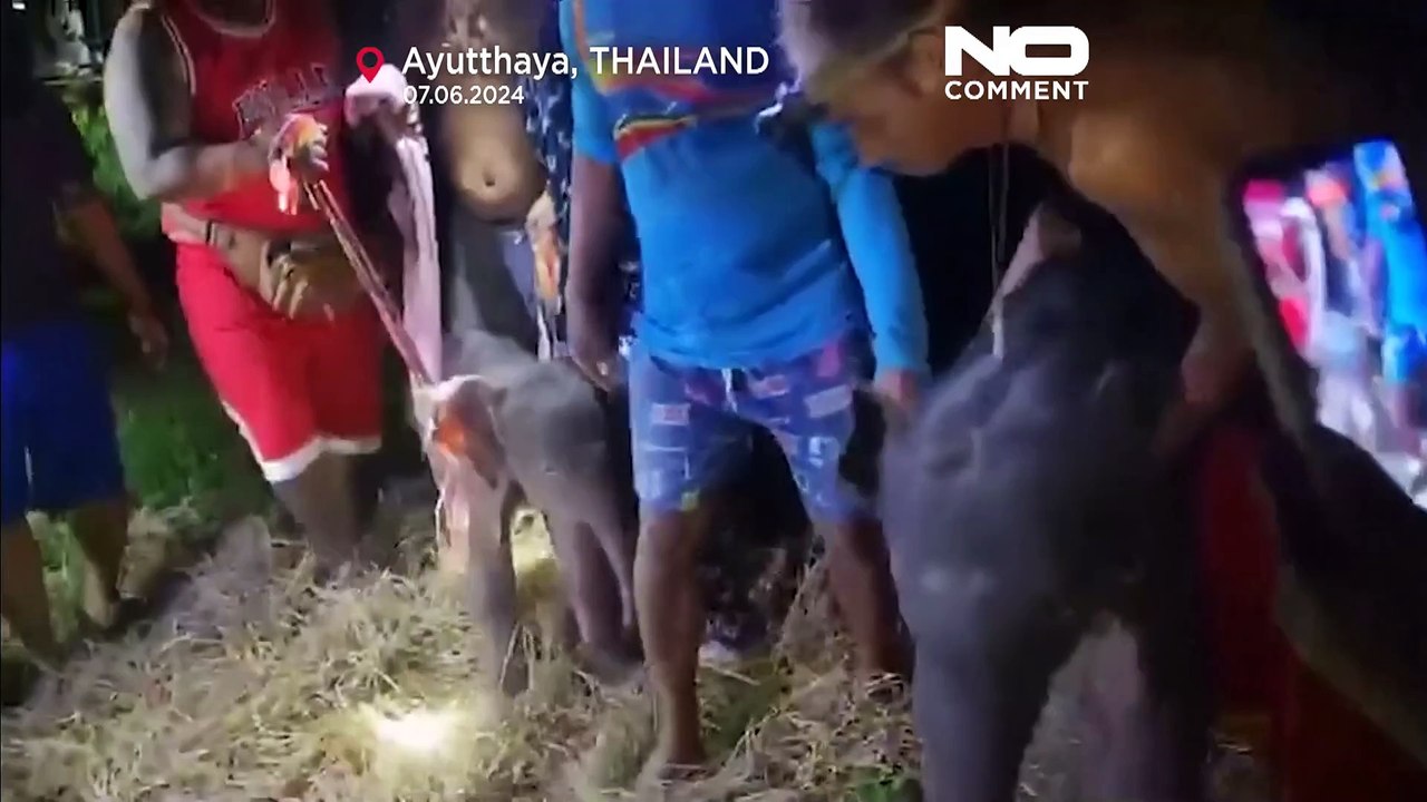 No Comment : un éléphant, ça trompe énormément -  les rares éléphanteaux jumeaux en Thaïlande !