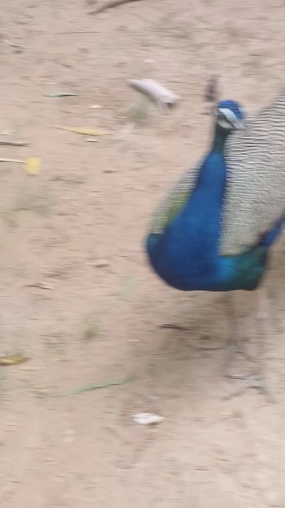 Peacock