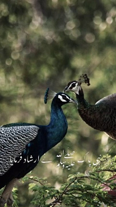 Islamic zone