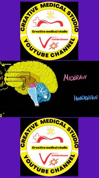 Brain functions. Brain structure.