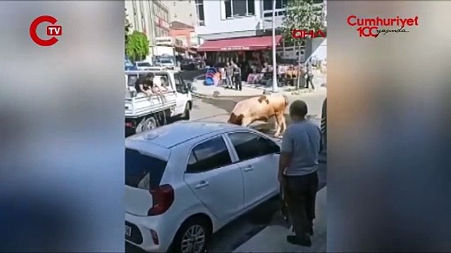 Büyükçekmece'de kaçan kurbanlık boğa paniğe neden oldu