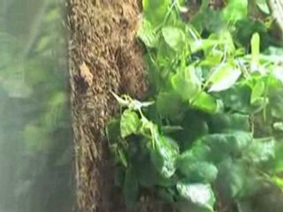Terra amazo 1
