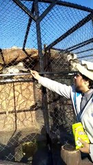 monkey loves lays #shorts #viral #trending #foryou #tiktok #delicious #gaming #reels#dailymotion #France #Pakistan #Algeria #India #USA #Iran #entertainment #tour #fun