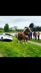 Horse power .Most interesting videos
