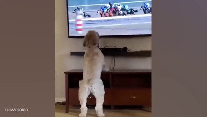 NNIEST DOGS 2024 are here!  Funniest Animal Videos