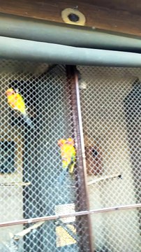 in to the birds #shorts #viral #trending #foryou #tiktok #delicious #gaming #reels#dailymotion #France #Pakistan #Algeria #India #USA #Iran #entertainment #tour #fun