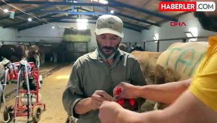 Kars'ta 1 ton 150 kiloluk "Şahmurat" 300 bin liraya satıldı