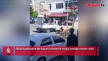 Büyükçekmece'de büyük panik! Kaçan kurbanlık boğa ortalığı birbirine böyle kattı