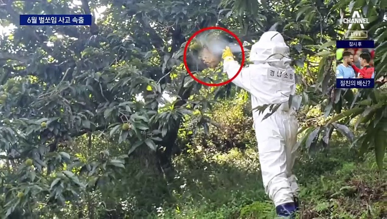 벌 쏘임 사고 속출…“20m 밖으로 대피”
