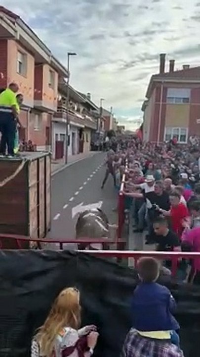 Susto en un encierro de La Flecha por un toro que rompe la talanquera