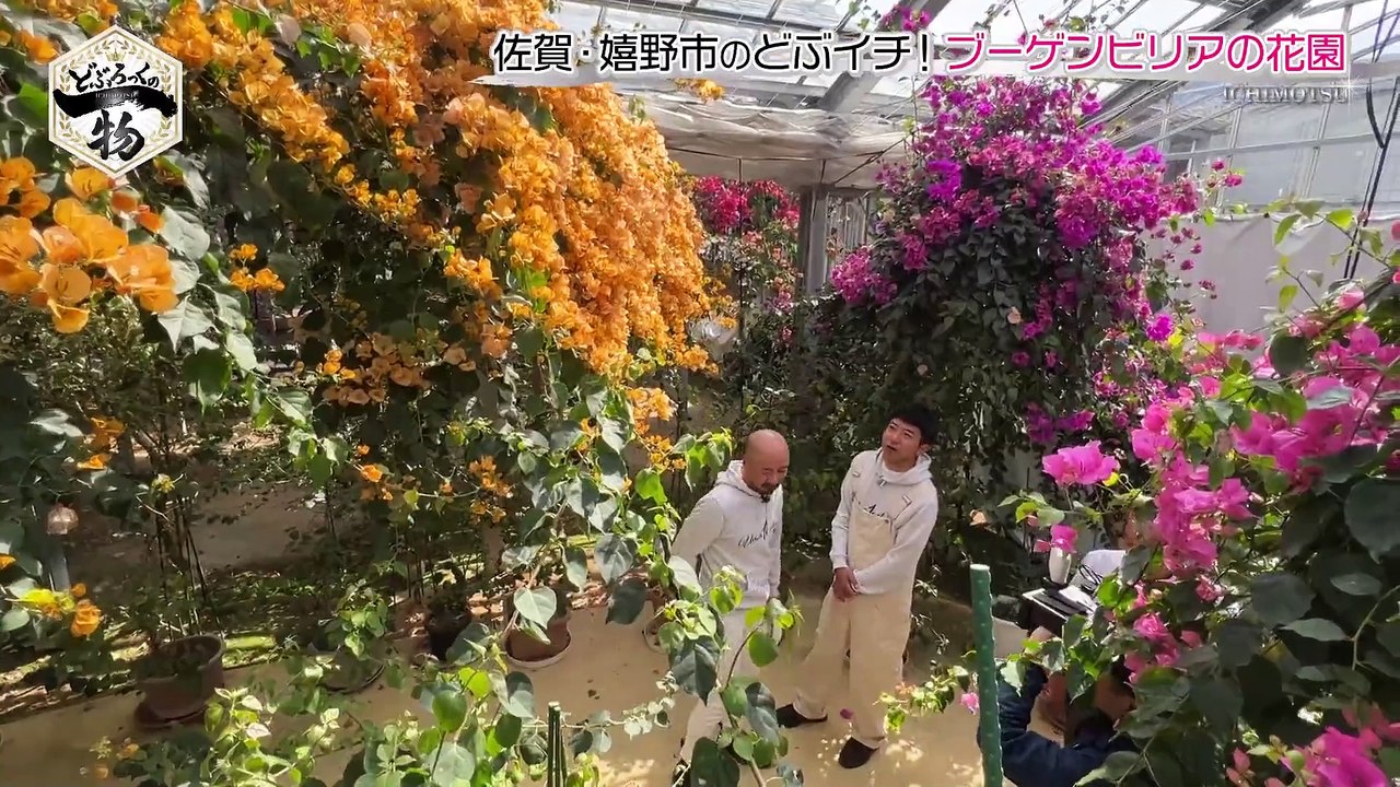 どぶろっくの一物 国内最大級！ブーゲンビリアの花園