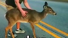 HE_Saved_This_Scared_DEER__|_Wholesome_Moments(360p)