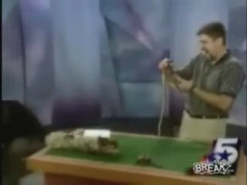 Anchor Attacked By Reptile