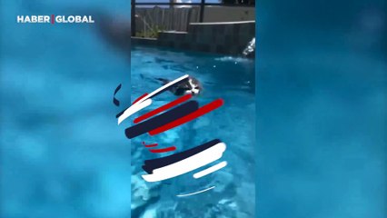 Su üstündeki performansı hayrete düşürdü: Yavru kedinin beklenmeyen kabiliyeti