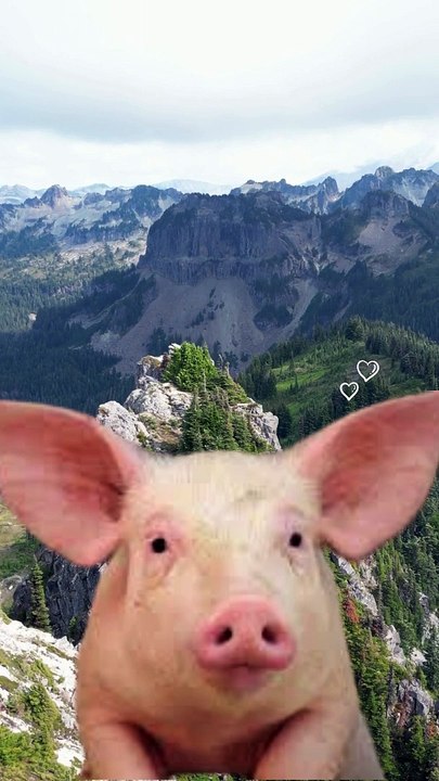 Pigs