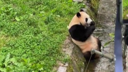 푸바오 관람 한때 중단 소동...방사장에 물건 떨어져 / YTN