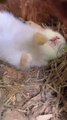 Bunny snoring while sleeping, cute rabbit, cute little pastoral pet