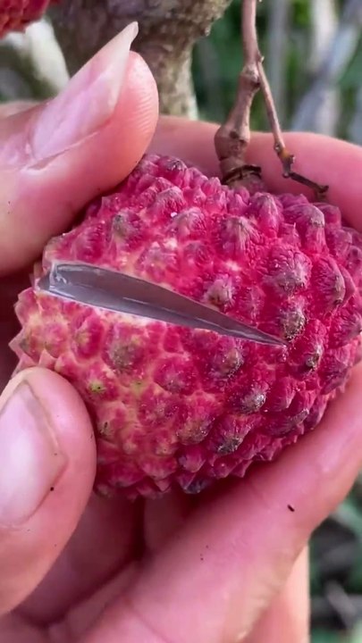 Beautiful nature life FN70 __ amazingly delicious lychee fruit #nature #shorts