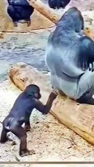 MONKEY  FEELING HAPPY BroChill FUNNY VIDO