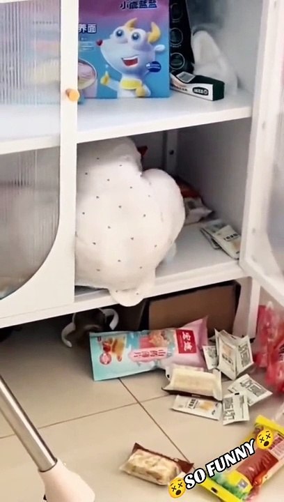 Funny babies shorts