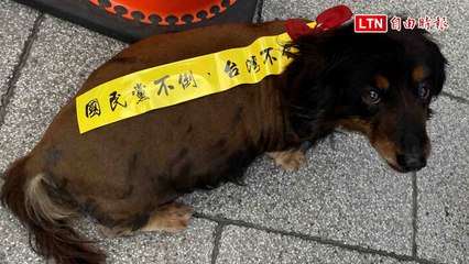 青鳥全台串聯熱潮！台中市府廣場湧現人潮🚶‍♂️