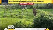 വയനാട് പനമരത്ത്  ജനവാസ മേഖലയിൽ കാട്ടാനക്കൂട്ടമിറങ്ങി