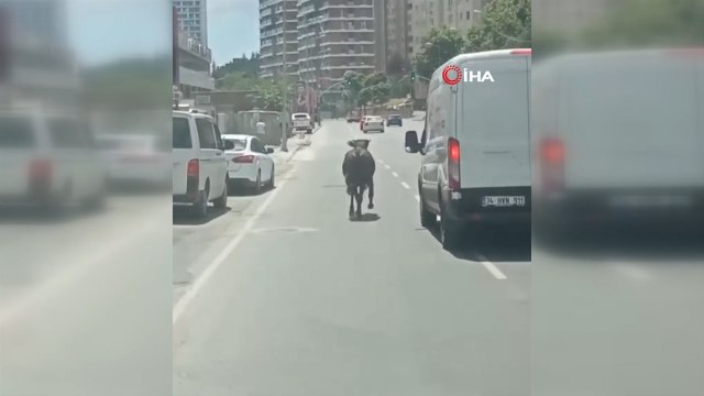 Kağıthane’de sahibinin elinden kaçan kurbanlık ortalığı birbirine kattı