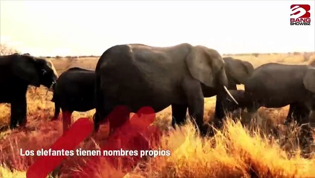 Los elefantes tienen nombres propios