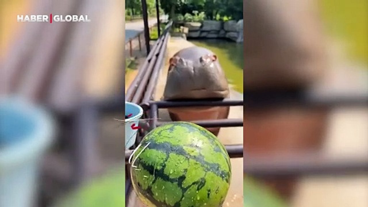 Açlığını dindirmek isteyen su aygırı bütün karp...