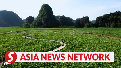 Vietnam News | Ninh Binh lotus in full bloom