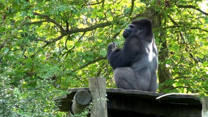 Silverback Gorilla | Amazing Facts about Gorilla in Hindi